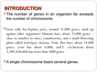 INTRODUCTION
INTRODUCTION
The number of genes in an organism far exceeds
the number of chromosome.
Gene tally for Daphnia pulex, around 31,000 genes, stack up
against other organisms? Humans have about 23,000 genes –
close in number to mice, roundworms, and a small flowering
plant called Arabidopsis thaliana. Fruit flies have about 14,000
genes, yeast has about 6,000, and E. coli bacteria about
3,200.Zebrafish has more than 5000 genes
A single chromosome bears several genes.
 