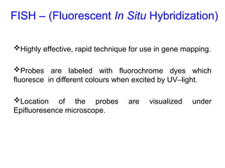 FISH – (Fluorescent In Situ Hybridization)
Highly effective, rapid technique for use in gene mapping.
Probes are labeled with fluorochrome dyes which
fluoresce in different colours when excited by UV–light.
Location of the probes are visualized under
Epifluoresence microscope.
 