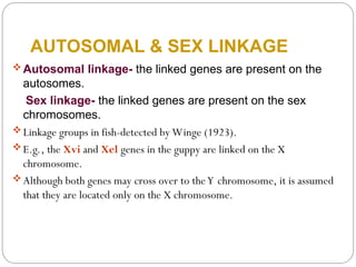 AUTOSOMAL & SEX LINKAGE
Autosomal linkage- the linked genes are present on the
autosomes.
Sex linkage- the linked genes are present on the sex
chromosomes.
Linkage groups in fish-detected by Winge (1923).
E.g., the Xvi and Xel genes in the guppy are linked on the X
chromosome.
Although both genes may cross over to theY chromosome, it is assumed
that they are located only on the X chromosome.
 