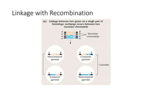 Linkage with Recombination
 