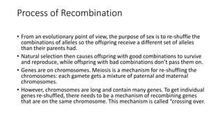 Process of Recombination
• From an evolutionary point of view, the purpose of sex is to re-shuffle the
combinations of alleles so the offspring receive a different set of alleles
than their parents had.
• Natural selection then causes offspring with good combinations to survive
and reproduce, while offspring with bad combinations don’t pass them on.
• Genes are on chromosomes. Meiosis is a mechanism for re-shuffling the
chromosomes: each gamete gets a mixture of paternal and maternal
chromosomes.
• However, chromosomes are long and contain many genes. To get individual
genes re-shuffled, there needs to be a mechanism of recombining genes
that are on the same chromosome. This mechanism is called “crossing over.
 