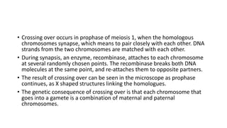 • Crossing over occurs in prophase of meiosis 1, when the homologous
chromosomes synapse, which means to pair closely with each other. DNA
strands from the two chromosomes are matched with each other.
• During synapsis, an enzyme, recombinase, attaches to each chromosome
at several randomly chosen points. The recombinase breaks both DNA
molecules at the same point, and re-attaches them to opposite partners.
• The result of crossing over can be seen in the microscope as prophase
continues, as X shaped structures linking the homologues.
• The genetic consequence of crossing over is that each chromosome that
goes into a gamete is a combination of maternal and paternal
chromosomes.
 