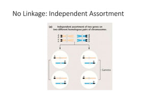 No Linkage: Independent Assortment
 