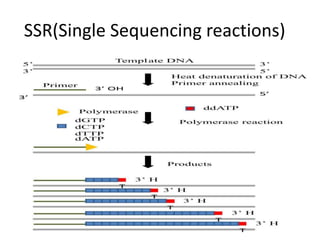 SSR(Single Sequencing reactions)
 