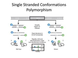 Single Stranded Conformations
Polymorphism
 