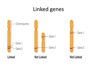Linked genes
 