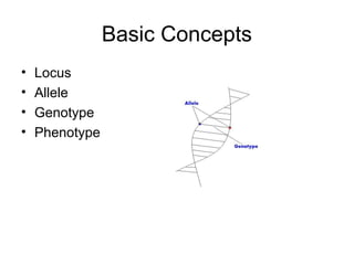 Basic Concepts
• Locus
• Allele
• Genotype
• Phenotype
 