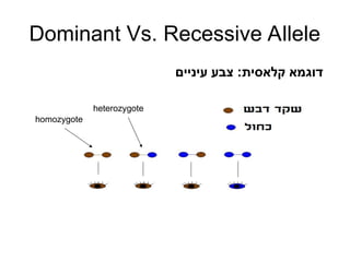 Dominant Vs. Recessive Allele
‫עיניים‬ ‫צבע‬ :‫קלאסית‬ ‫דוגמא‬
homozygote
heterozygote
 