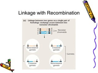 Linkage and crossing over | PPT