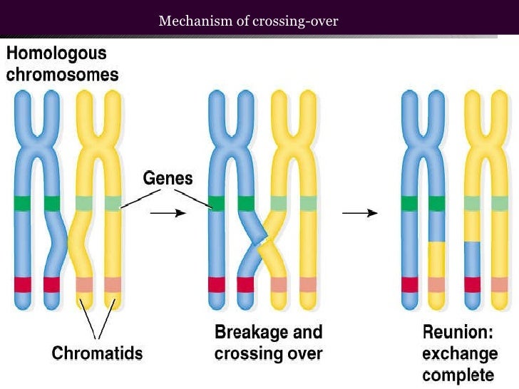 Linkage and crossing over