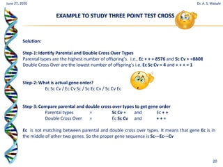 20
June 27, 2020
EXAMPLE TO STUDY THREE POINT TEST CROSS
Dr. A. S. Wabale
Solution:
Step-1: Identify Parental and Double Cross Over Types
Parental types are the highest number of offspring's. i.e., Ec + + = 8576 and Sc Cv + =8808
Double Cross Over are the lowest number of offspring's i.e. Ec Sc Cv = 4 and + + + = 1
Step-2: What is actual gene order?
Ec Sc Cv / Ec Cv Sc / Sc Ec Cv / Sc Cv Ec
Step-3: Compare parental and double cross over types to get gene order
Parental types = Sc Cv + and Ec + +
Double Cross Over = Ec Sc Cv and + + +
Ec is not matching between parental and double cross over types. It means that gene Ec is in
the middle of other two genes. So the proper gene sequence is Sc---Ec---Cv
 