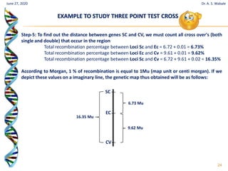 24
June 27, 2020 Dr. A. S. Wabale
Step-5: To find out the distance between genes SC and CV, we must count all cross over's (both
single and double) that occur in the region
Total recombination percentage between Loci Sc and Ec = 6.72 + 0.01 = 6.73%
Total recombination percentage between Loci Ec and Cv = 9.61 + 0.01 = 9.62%
Total recombination percentage between Loci Sc and Cv = 6.72 + 9.61 + 0.02 = 16.35%
According to Morgan, 1 % of recombination is equal to 1Mu (map unit or centi morgan). If we
depict these values on a imaginary line, the genetic map thus obtained will be as follows:
SC
EC
6.73 Mu
9.62 Mu
CV
16.35 Mu
EXAMPLE TO STUDY THREE POINT TEST CROSS
 