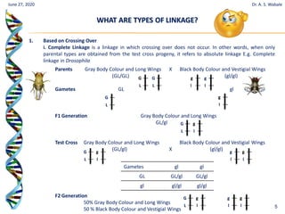 5
June 27, 2020
WHAT ARE TYPES OF LINKAGE?
Dr. A. S. Wabale
1. Based on Crossing Over
i. Complete Linkage is a linkage in which crossing over does not occur. In other words, when only
parental types are obtained from the test cross progeny, it refers to absolute linkage E.g. Complete
linkage in Drosophila
Parents Gray Body Colour and Long Wings X Black Body Colour and Vestigial Wings
(GL/GL) (gl/gl)
Gametes GL gl
F1 Generation Gray Body Colour and Long Wings
GL/gl
Test Cross Gray Body Colour and Long Wings Black Body Colour and Vestigial Wings
(GL/gl) X (gl/gl)
F2 Generation
50% Gray Body Colour and Long Wings
50 % Black Body Colour and Vestigial Wings
Gametes gl gl
GL GL/gl GL/gl
gl gl/gl gl/gl
G G
L L
g g
l l
G
L
g
l
g
l
G
L
g
l
G
L
g
l
g
l
g
l
G
L
g
l
g
l
 