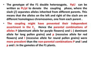 • The genotype of the F1 double heterozygote, PpLl can be
written as PL/pl to denote the coupling phase, where the
slash (/) separates alleles inherited from different parents. This
means that the alleles on the left and right of the slash are on
different homologous chromosomes, one from each parent .
• The coupling might have prevented their independent
assortment in the F1. Hence the parental combinations of
alleles P (dominant allele for purple flowers) and L ( dominant
allele for long pollen grains) and p (recessive allele for red
flowers) and l (recessive allele for round pollen grains) were
more prevalent than the non-parental combinations P and l and
p and L in the gametes of the F1 plants.
 