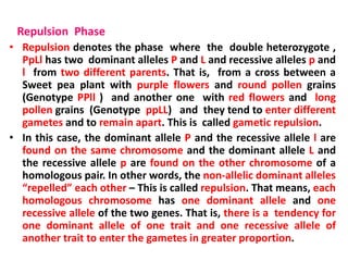 Repulsion Phase
• Repulsion denotes the phase where the double heterozygote ,
PpLl has two dominant alleles P and L and recessive alleles p and
l from two different parents. That is, from a cross between a
Sweet pea plant with purple flowers and round pollen grains
(Genotype PPll ) and another one with red flowers and long
pollen grains (Genotype ppLL) and they tend to enter different
gametes and to remain apart. This is called gametic repulsion.
• In this case, the dominant allele P and the recessive allele l are
found on the same chromosome and the dominant allele L and
the recessive allele p are found on the other chromosome of a
homologous pair. In other words, the non-allelic dominant alleles
“repelled” each other – This is called repulsion. That means, each
homologous chromosome has one dominant allele and one
recessive allele of the two genes. That is, there is a tendency for
one dominant allele of one trait and one recessive allele of
another trait to enter the gametes in greater proportion.
 