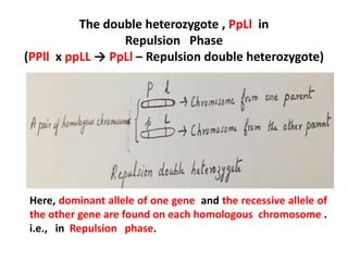 The double heterozygote , PpLl in
Repulsion Phase
(PPll x ppLL → PpLl – Repulsion double heterozygote)
Here, dominant allele of one gene and the recessive allele of
the other gene are found on each homologous chromosome .
i.e., in Repulsion phase.
 