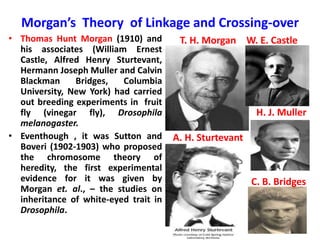 Morgan’s Theory of Linkage and Crossing-over
• Thomas Hunt Morgan (1910) and
his associates (William Ernest
Castle, Alfred Henry Sturtevant,
Hermann Joseph Muller and Calvin
Blackman Bridges, Columbia
University, New York) had carried
out breeding experiments in fruit
fly (vinegar fly), Drosophila
melanogaster.
• Eventhough , it was Sutton and
Boveri (1902-1903) who proposed
the chromosome theory of
heredity, the first experimental
evidence for it was given by
Morgan et. al., – the studies on
inheritance of white-eyed trait in
Drosophila.
T. H. Morgan W. E. Castle
A. H. Sturtevant
H. J. Muller
C. B. Bridges
 