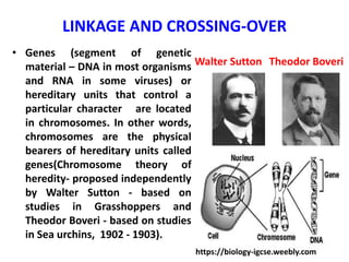 LINKAGE AND CROSSING-OVER
• Genes (segment of genetic
material – DNA in most organisms
and RNA in some viruses) or
hereditary units that control a
particular character are located
in chromosomes. In other words,
chromosomes are the physical
bearers of hereditary units called
genes(Chromosome theory of
heredity- proposed independently
by Walter Sutton - based on
studies in Grasshoppers and
Theodor Boveri - based on studies
in Sea urchins, 1902 - 1903).
Walter Sutton Theodor Boveri
https://biology-igcse.weebly.com
 