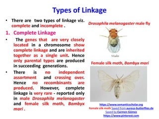 Types of Linkage
• There are two types of linkage viz.
complete and incomplete .
1. Complete Linkage
• The genes that are very closely
located in a chromosome show
complete linkage and are inherited
together as a single unit. Hence
only parental types are produced
in succeeding generations.
• There is no independent
assortment and crossing over.
Hence no recombinants are
produced. However, complete
linkage is very rare - reported only
in male Drosophila melanogaster
and female silk moth, Bombyx
mori .
Drosophila melanogaster male fly
https://www.semanticscholar.org
Female silk moth Saved from aureus-butterflies.de
Saved by Carmen Gómez
https://www.pinterest.com
Female silk moth, Bombyx mori
 