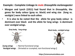 Example : Complete Linkage in male Drosophila melanogaster
• Morgan and Lynch (1911) had found that in Drosophila, the
genes for body colour (gray vs. black) and wing size (long vs.
vestigial ) were linked to each other.
• It is also to be noted that the allele for gray body colour is
dominant over black and the allele for long wings is dominant
over vestigial wings.
Gray body, long wings Black body , vestigial wings
https://sciencemusicvideos.com
[Long wings : Normal functional wings
Vestigial wings : Shriveled or crumpled, non-functional wings ]
 