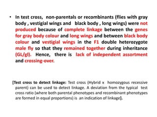 • In test cross, non-parentals or recombinants (flies with gray
body , vestigial wings and black body , long wings) were not
produced because of complete linkage between the genes
for gray body colour and long wings and between black body
colour and vestigial wings in the F1 double heterozygote
male fly so that they remained together during inheritance
(GL/gl). Hence, there is lack of independent assortment
and crossing-over.
[Test cross to detect linkage: Test cross (Hybrid x homozygous recessive
parent) can be used to detect linkage. A deviation from the typical test
cross ratio (where both parental phenotypes and recombinant phenotypes
are formed in equal proportions) is an indication of linkage].
 