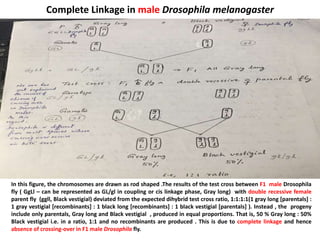 Complete Linkage in male Drosophila melanogaster
In this figure, the chromosomes are drawn as rod shaped .The results of the test cross between F1 male Drosophila
fly ( GgLl – can be represented as GL/gl in coupling or cis linkage phase, Gray long) with double recessive female
parent fly (ggll, Black vestigial) deviated from the expected dihybrid test cross ratio, 1:1:1:1(1 gray long [parentals] :
1 gray vestigial [recombinants] : 1 black long [recombinants] : 1 black vestigial [parentals] ). Instead , the progeny
include only parentals, Gray long and Black vestigial , produced in equal proportions. That is, 50 % Gray long : 50%
Black vestigial i.e. in a ratio, 1:1 and no recombinants are produced . This is due to complete linkage and hence
absence of crossing-over in F1 male Drosophila fly.
 