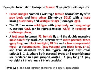 Example: Incomplete Linkage in female Drosophila melanogaster
• Calvin Bridges crossed a wild type female Drosophila fly with
gray body and long wings (Genotype GGLL) with a male
having black body and vestigial wings (Genotype ggll).
• The F1 flies were wild type with gray body and long wings
(Genotype GgLl, can be represented as GL/gl in coupling or
cis linkage phase).
• A test cross between F1 female fly and the double recessive
male parent fly produced progeny with more parental types
(gray long and black vestigial, 83 %) and a few non-parental
types or recombinants (gray vestigial and black long, 17 %)
and thus deviated from the typical dihybrid test cross
ratio,1: 1: 1: 1, where both parental types and recombinants
are produced in equal proportions(i.e., 1 gray long : 1 gray
vestigial : 1 black long : 1 black vestigial).
[ Wild type : The most common phenotype in a natural population].
 