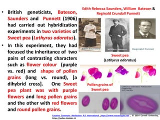• British geneticists, Bateson,
Saunders and Punnett (1906)
had carried out hybridization
experiments in two varieties of
Sweet pea (Lathyrus odoratus).
• In this experiment, they had
focused the inheritance of two
pairs of contrasting characters
such as flower colour (purple
vs. red) and shape of pollen
grains (long vs. round), [a
dihybrid cross]. One Sweet
pea plant was with purple
flowers and long pollen grains
and the other with red flowers
and round pollen grains.
Sweet pea
(Lathyrus odoratus)
Edith Rebecca Saunders, William Bateson &
Reginald Crundall Punnett
Creative Commons Attribution 4.0 International ,https://www.researchgate.net , © 2014 Cornell University,
https://pollen.tstebler.ch
Pollen grains of
Sweet pea
 