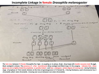 Incomplete Linkage in female Drosophila melanogaster
The test cross between F1 female Drosophila fly ( GgLl , in coupling or cis phase, GL/gl , Gray long) with double recessive male fly (ggll,
Black vestigial) is shown. The presence of a few recombinants (Gray vestigial and Black long ) in the progeny indicates that , these
genes are not so tightly linked (Incompletely or partally linked ) and have undergone certain degree of crossing-over during Pachytene
stage of prophase of first meiotic division at the time of gametogenesis in F1 female fly. ( During Pachytene, each chromosome has 2
chromatids called sister chromatids . Crossing over occurs between non-sister chromatids).
 