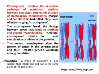 • Crossing-over involves the reciprocal
exchange of equivalent portions
between non-sister chromatids of a pair
of homologous chromosomes. Morgan
and Cattell (1912) had called this process
of interchanging, "crossing-over".
• The crossing-over break the linkage
between genes that leads to shuffling
and genetic recombination. Therefore,
crossing-over results in new
combination of alleles in the gametes.
• That means, crossing-over alters the
pattern of genes in the chromosomes
and thus creates genetic variability
among population.
[Population : A group of organisms of one
species that interbreed and live in the same
place at the same time].
Image :https://www.toppr.com
 