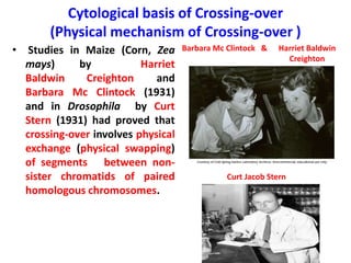 Cytological basis of Crossing-over
(Physical mechanism of Crossing-over )
• Studies in Maize (Corn, Zea
mays) by Harriet
Baldwin Creighton and
Barbara Mc Clintock (1931)
and in Drosophila by Curt
Stern (1931) had proved that
crossing-over involves physical
exchange (physical swapping)
of segments between non-
sister chromatids of paired
homologous chromosomes.
Harriet Baldwin
Creighton
Barbara Mc Clintock &
Curt Jacob Stern
 