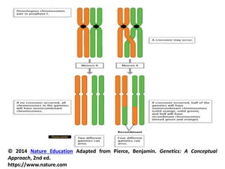 © 2014 Nature Education Adapted from Pierce, Benjamin. Genetics: A Conceptual
Approach, 2nd ed.
https://www.nature.com
 
