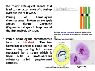The major cytological events that
lead to the occurrence of crossing-
over are the following.
• Pairing of homologous
chromosomes known as synapsis
occurs during Zygotene
(Zygonema) stage of Prophase of
the first meiotic division.
• Paired homologous chromosomes
form a bivalent. The two
homologous chromosomes do not
fuse during pairing but remain
separated by a space which is
filled with a proteinaceous
substance called synaptonemal
complex.
© 2014 Nature Education Adapted from Pierce,
Benjamin. Genetics: A Conceptual Approach, 2nd
ed.
https://www.nature.com
https://biology4isc.weebly.com Zygotene
 