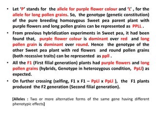 • Let ‘P’ stands for the allele for purple flower colour and ‘L’ , for the
allele for long pollen grains. So, the genotype (genetic constitution)
of the pure breeding homozygous Sweet pea parent plant with
purple flowers and long pollen grains can be represented as PPLL .
• From previous hybridization experiments in Sweet pea, it had been
found that, purple flower colour is dominant over red and long
pollen grain is dominant over round. Hence the genotype of the
other Sweet pea plant with red flowers and round pollen grains
(both recessive traits) can be represented as ppll .
• All the F1 (First filial generation) plants had purple flowers and long
pollen grains (hybrids, Genotype in heterozygous condition, PpLl) as
expected.
• On further crossing (selfing, F1 x F1 – PpLl x PpLl ), the F1 plants
produced the F2 generation (Second filial generation).
[Alleles : Two or more alternative forms of the same gene having different
phenotypic effects]
 