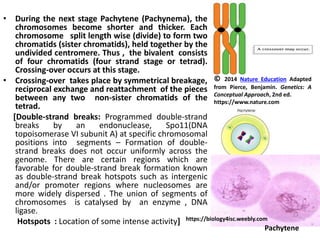 • During the next stage Pachytene (Pachynema), the
chromosomes become shorter and thicker. Each
chromosome split length wise (divide) to form two
chromatids (sister chromatids), held together by the
undivided centromere. Thus , the bivalent consists
of four chromatids (four strand stage or tetrad).
Crossing-over occurs at this stage.
• Crossing-over takes place by symmetrical breakage,
reciprocal exchange and reattachment of the pieces
between any two non-sister chromatids of the
tetrad.
[Double-strand breaks: Programmed double-strand
breaks by an endonuclease, Spo11(DNA
topoisomerase VI subunit A) at specific chromosomal
positions into segments – Formation of double-
strand breaks does not occur uniformly across the
genome. There are certain regions which are
favorable for double-strand break formation known
as double-strand break hotspots such as intergenic
and/or promoter regions where nucleosomes are
more widely dispersed . The union of segments of
chromosomes is catalysed by an enzyme , DNA
ligase.
Hotspots : Location of some intense activity]
© 2014 Nature Education Adapted
from Pierce, Benjamin. Genetics: A
Conceptual Approach, 2nd ed.
https://www.nature.com
https://biology4isc.weebly.com
Pachytene
 