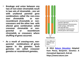 • Breakage and union between any
two of non-sister chromatids result
in two sets of chromatids , one set
with unaltered parental gene
combinations called the non-cross
over chromatids or non-
recombinant chromatids or non-
crossovers and the other two with
altered gene combination called
crossover chromatids or non-
parental or recombinant
chromatids or crossovers where
shuffling of genes occurred.
• As a result of crossing-over, non-
parental combinations of genes
appear in the gametes. Such
gametes are called crossover
gametes or recombinant gametes.
© 2014 Nature Education Adapted
from Pierce, Benjamin. Genetics: A
Conceptual Approach, 2nd ed.
https://www.nature.com
 