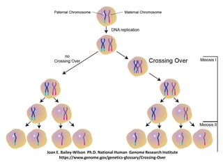 Joan E. Bailey-Wilson Ph.D. National Human Genome Research Institute
https://www.genome.gov/genetics-glossary/Crossing-Over
 