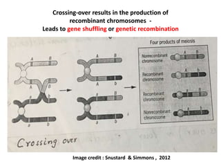 Crossing-over results in the production of
recombinant chromosomes -
Leads to gene shuffling or genetic recombination
Image credit : Snustard & Simmons , 2012
 