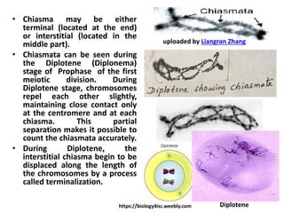 • Chiasma may be either
terminal (located at the end)
or interstitial (located in the
middle part).
• Chiasmata can be seen during
the Diplotene (Diplonema)
stage of Prophase of the first
meiotic division. During
Diplotene stage, chromosomes
repel each other slightly,
maintaining close contact only
at the centromere and at each
chiasma. This partial
separation makes it possible to
count the chiasmata accurately.
• During Diplotene, the
interstitial chiasma begin to be
displaced along the length of
the chromosomes by a process
called terminalization.
uploaded by Liangran Zhang
https://biology4isc.weebly.com Diplotene
 