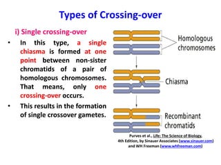 Types of Crossing-over
i) Single crossing-over
• In this type, a single
chiasma is formed at one
point between non-sister
chromatids of a pair of
homologous chromosomes.
That means, only one
crossing-over occurs.
• This results in the formation
of single crossover gametes.
Purves et al., Life: The Science of Biology,
4th Edition, by Sinauer Associates (www.sinauer.com)
and WH Freeman (www.whfreeman.com)
 