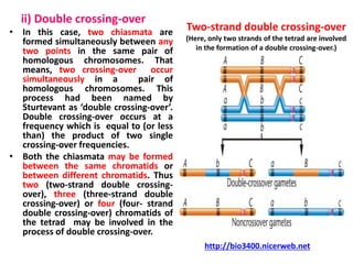 ii) Double crossing-over
• In this case, two chiasmata are
formed simultaneously between any
two points in the same pair of
homologous chromosomes. That
means, two crossing-over occur
simultaneously in a pair of
homologous chromosomes. This
process had been named by
Sturtevant as ‘double crossing-over’.
Double crossing-over occurs at a
frequency which is equal to (or less
than) the product of two single
crossing-over frequencies.
• Both the chiasmata may be formed
between the same chromatids or
between different chromatids. Thus
two (two-strand double crossing-
over), three (three-strand double
crossing-over) or four (four- strand
double crossing-over) chromatids of
the tetrad may be involved in the
process of double crossing-over.
Two-strand double crossing-over
(Here, only two strands of the tetrad are involved
in the formation of a double crossing-over.)
http://bio3400.nicerweb.net
 