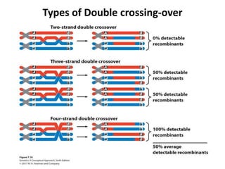 Types of Double crossing-over
 