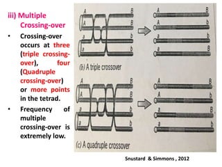 iii) Multiple
Crossing-over
• Crossing-over
occurs at three
(triple crossing-
over), four
(Quadruple
crossing-over)
or more points
in the tetrad.
• Frequency of
multiple
crossing-over is
extremely low.
Snustard & Simmons , 2012
 