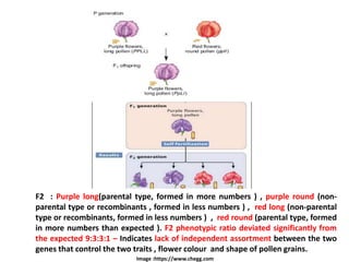 Image :https://www.chegg.com
F2 : Purple long(parental type, formed in more numbers ) , purple round (non-
parental type or recombinants , formed in less numbers ) , red long (non-parental
type or recombinants, formed in less numbers ) , red round (parental type, formed
in more numbers than expected ). F2 phenotypic ratio deviated significantly from
the expected 9:3:3:1 – Indicates lack of independent assortment between the two
genes that control the two traits , flower colour and shape of pollen grains.
 