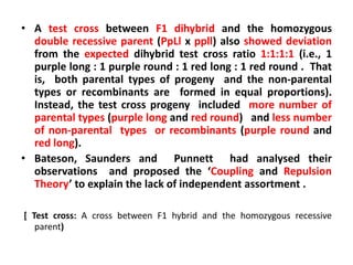 • A test cross between F1 dihybrid and the homozygous
double recessive parent (PpLl x ppll) also showed deviation
from the expected dihybrid test cross ratio 1:1:1:1 (i.e., 1
purple long : 1 purple round : 1 red long : 1 red round . That
is, both parental types of progeny and the non-parental
types or recombinants are formed in equal proportions).
Instead, the test cross progeny included more number of
parental types (purple long and red round) and less number
of non-parental types or recombinants (purple round and
red long).
• Bateson, Saunders and Punnett had analysed their
observations and proposed the ‘Coupling and Repulsion
Theory’ to explain the lack of independent assortment .
[ Test cross: A cross between F1 hybrid and the homozygous recessive
parent)
 