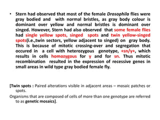 • Stern had observed that most of the female Drosophila flies were
gray bodied and with normal bristles, as gray body colour is
dominant over yellow and normal bristles is dominant over
singed. However, Stern had also observed that some female flies
had single yellow spots, singed spots and twin yellow-singed
spots(i.e.,twin sectors, yellow adjacent to singed) on gray body.
This is because of mitotic crossing-over and segregation that
occured in a cell with heterozygous genotype, +sn/y+, which
results in cells homozygous for y and for sn. Thus mitotic
recombination resulted in the expression of recessive genes in
small areas in wild type gray bodied female fly.
[Twin spots : Paired alterations visible in adjacent areas – mosaic patches or
spots.
Organisms that are composed of cells of more than one genotype are referred
to as genetic mosaics].
 