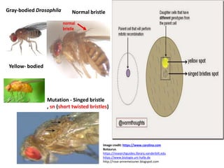 Gray-bodied Drosophila
Yellow- bodied
Mutation - Singed bristle
, sn (short twisted bristles)
Image credit: https://www.carolina.com
Botaurus.
https://researchguides.library.vanderbilt.edu
https://www.biologie.uni-halle.de
http://rose-annemeissner.blogspot.com
Normal bristle
 