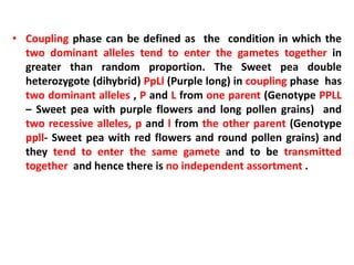 • Coupling phase can be defined as the condition in which the
two dominant alleles tend to enter the gametes together in
greater than random proportion. The Sweet pea double
heterozygote (dihybrid) PpLl (Purple long) in coupling phase has
two dominant alleles , P and L from one parent (Genotype PPLL
– Sweet pea with purple flowers and long pollen grains) and
two recessive alleles, p and l from the other parent (Genotype
ppll- Sweet pea with red flowers and round pollen grains) and
they tend to enter the same gamete and to be transmitted
together and hence there is no independent assortment .
 