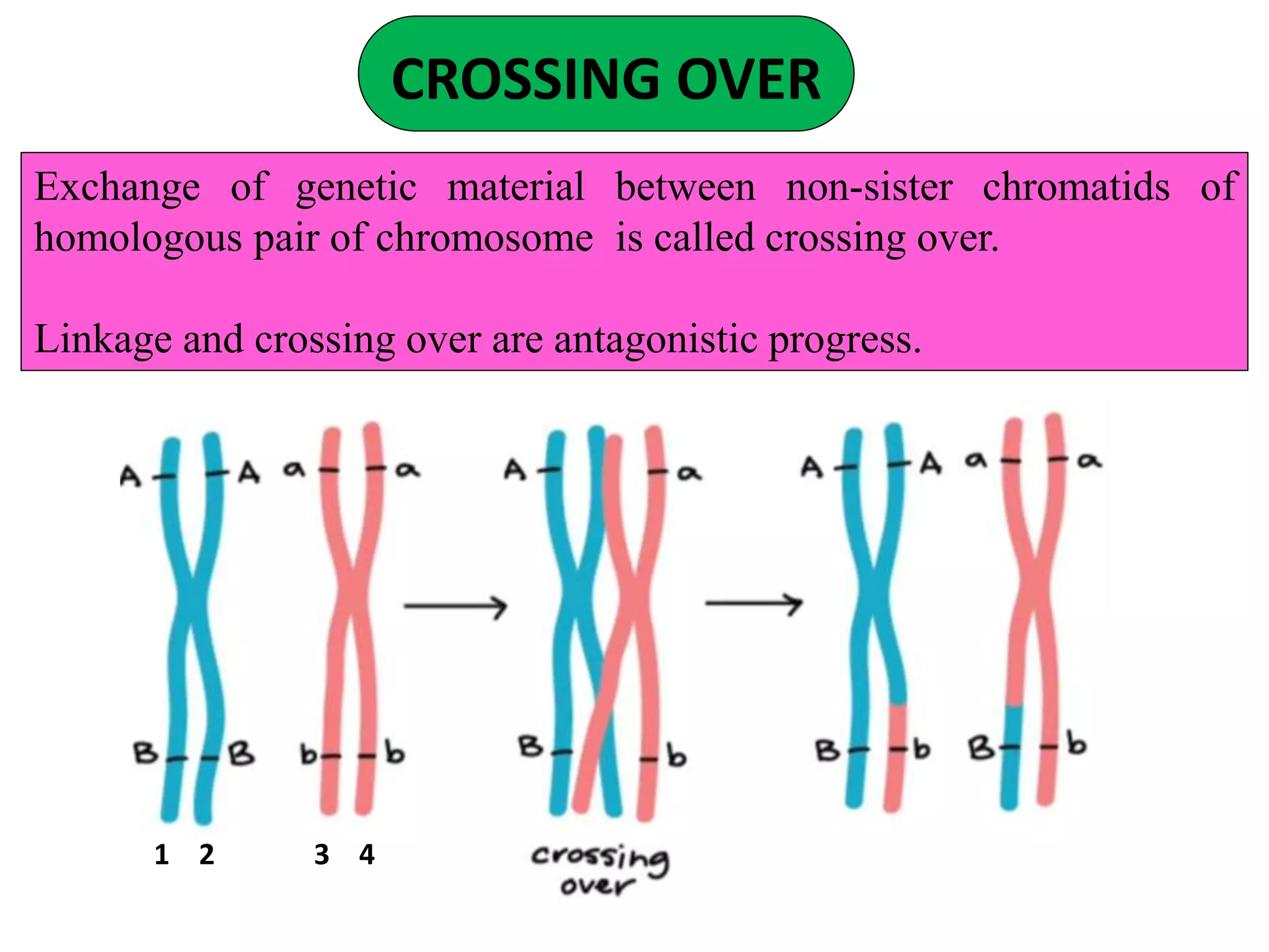 CROSSING OVER
Exchange of genetic material between non-sister chromatids of
homologous pair of chromosome is called crossing over.
Linkage and crossing over are antagonistic progress.
1 2 3 4
 
