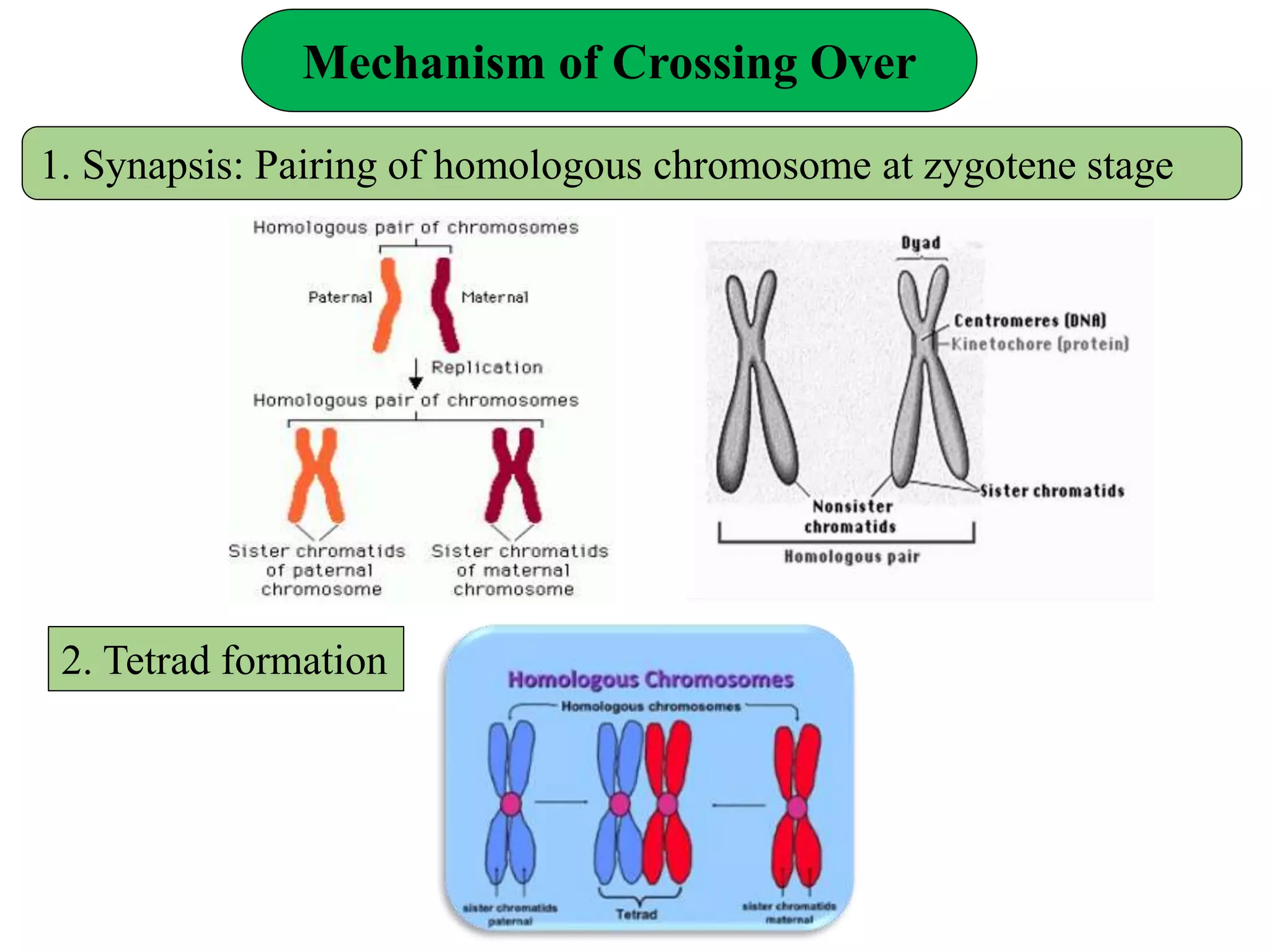 Mechanism of Crossing Over
1. Synapsis: Pairing of homologous chromosome at zygotene stage
2. Tetrad formation
 